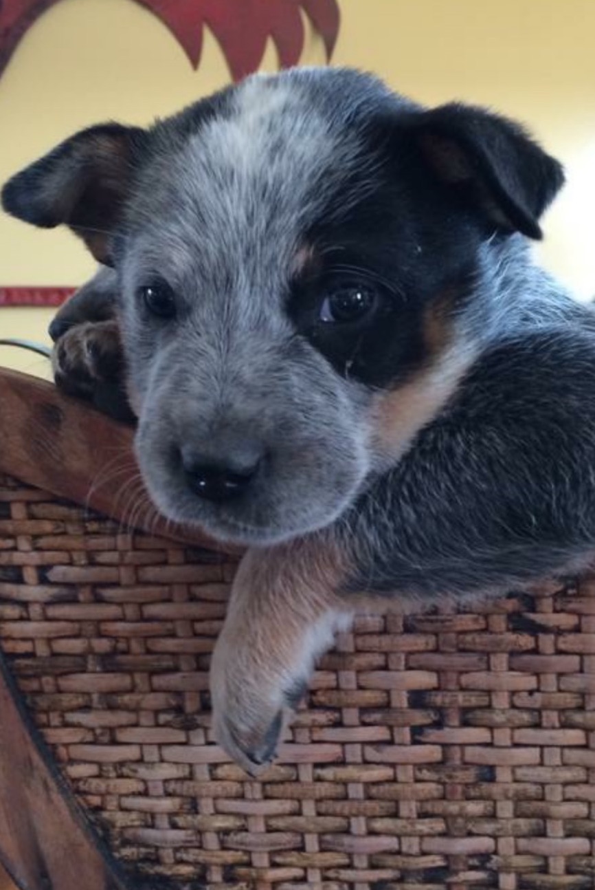 blue heeler backpack